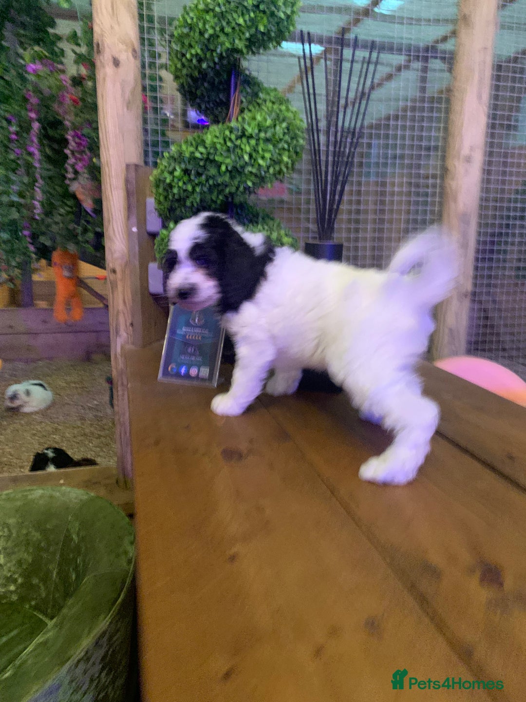 Sheepadoodle dogs for sale: Standard Sheepadoodle READY NOW - Advert 17