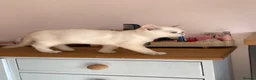 British Shorthair cats for sale: very beautiful BSH golden point  - Advert 5