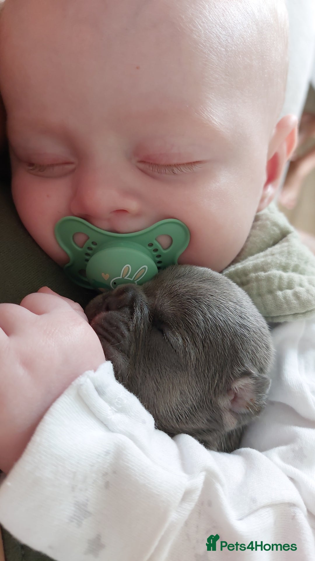 French Bulldog dogs for sale: Stunning Home Reared Frenchies  - Image 5