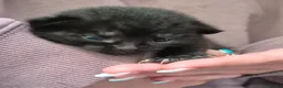 Mixed Breed cats for sale: 3 kittens looking for their new family - Advert 7