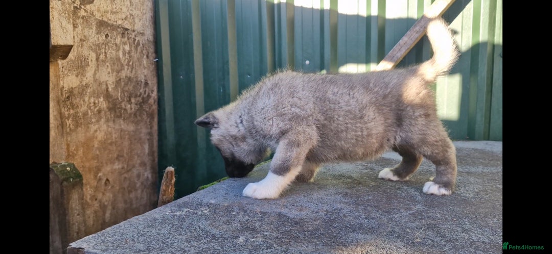 Akita dogs for sale: Adorable American akita puppys - Advert 8