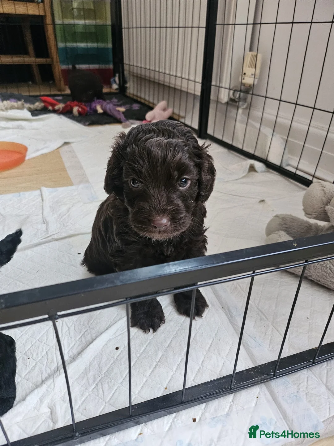 Cockapoo dogs for sale: Beautiful Cockerpoo’s in Macclesfield - Advert 14