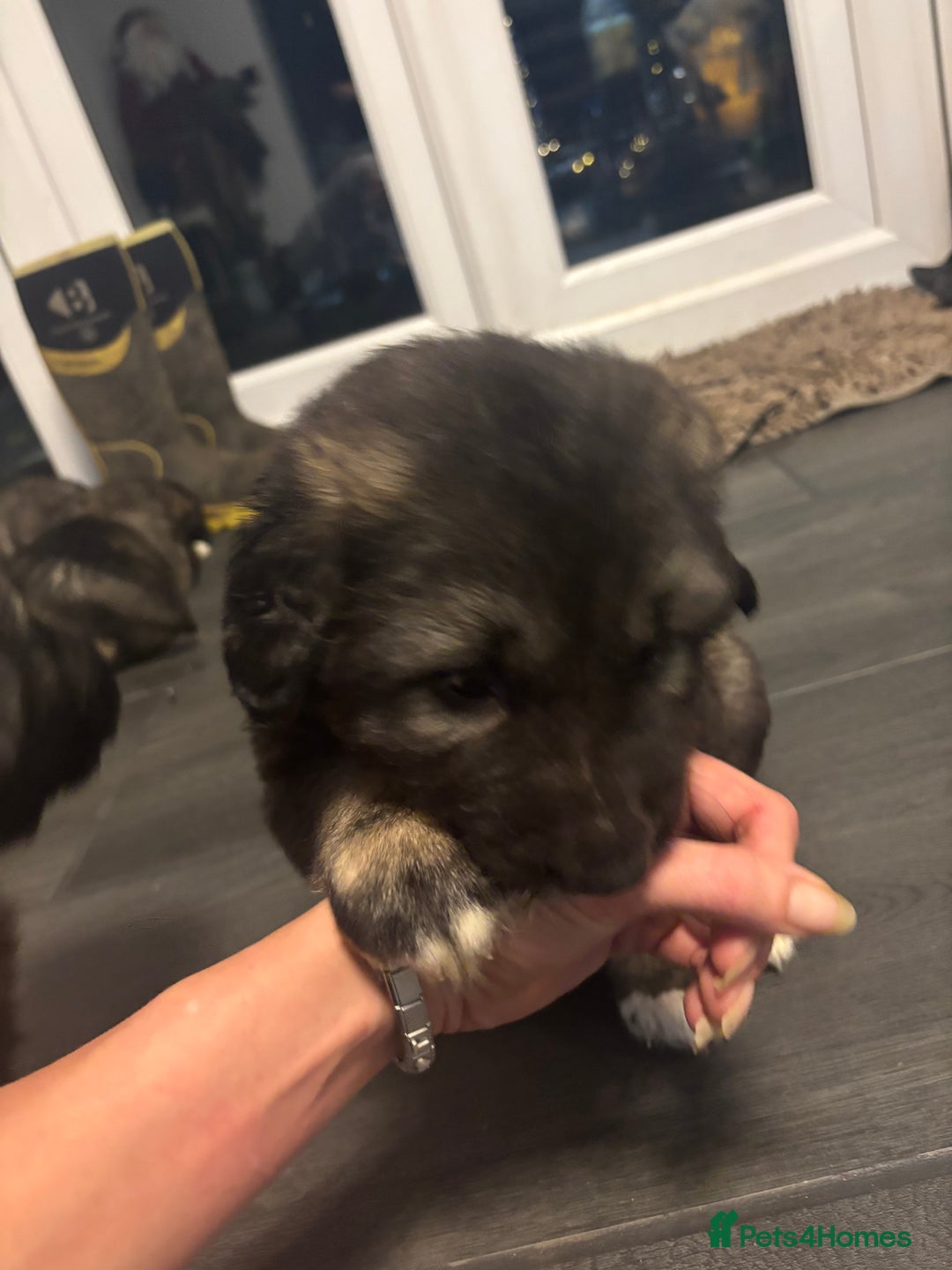 Caucasian Shepherd Dog dogs for sale: Caucasian Shepherds  - Advert 34