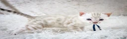 Bengal cats for sale: Stunning Silver Snow ❄️ Bengal Kittens  - Advert 34