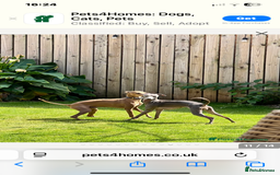 Italian Greyhound dogs for stud: Stud dog . Beautiful Italian greyhound  - Advert 2