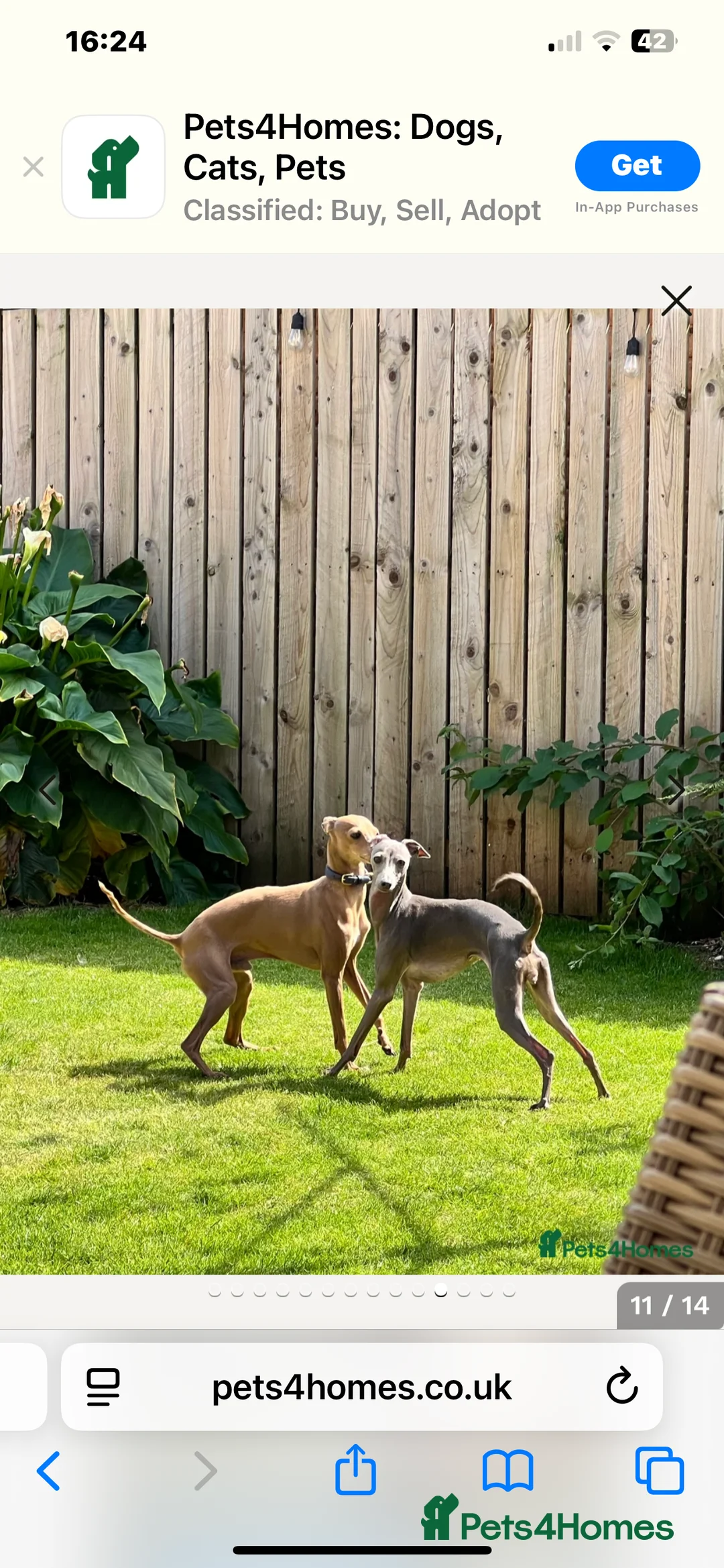 Italian Greyhound dogs for stud: PROVEN Stud dog . Beautiful Italian greyhound  - Advert 2