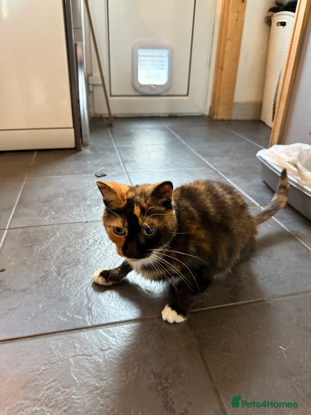 Mixed Breed cats for sale: Mixed breed cat - Image 2