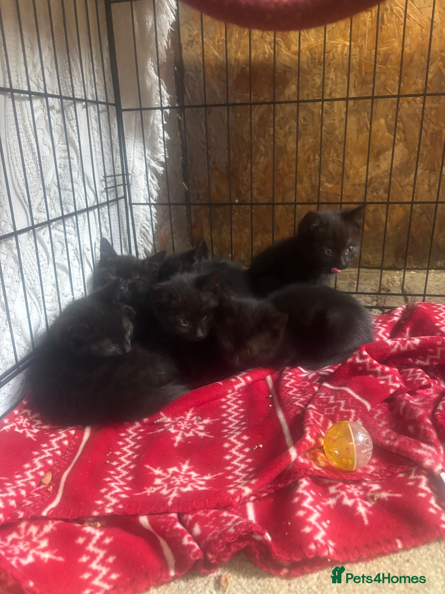Mixed Breed cats Two Gorgeous Black Kittens  - Advert 8
