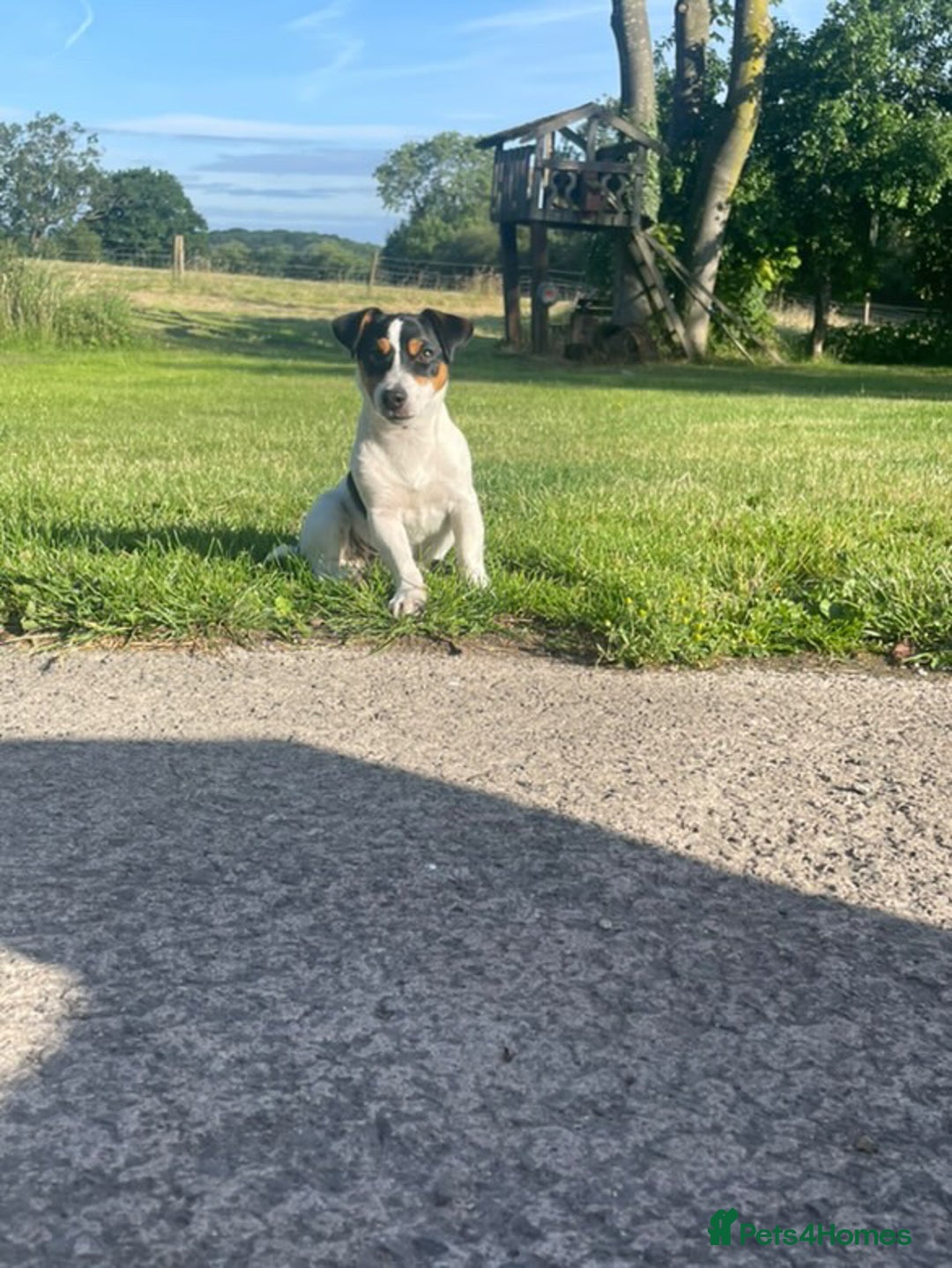 Jack Russell dogs for sale: Smooth haired, Tri-Coloured JRT - Image 3