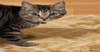 Mixed Breed cats - Advert 1