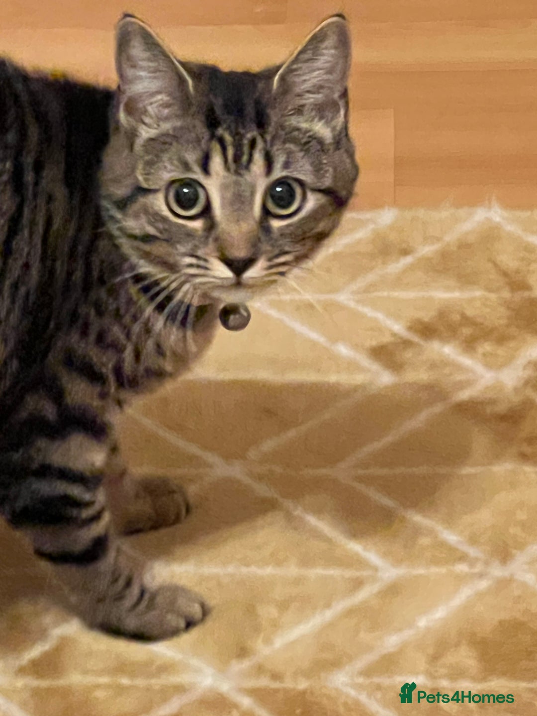 Mixed Breed cats for sale: Nala seeks forever loving home - Image 2