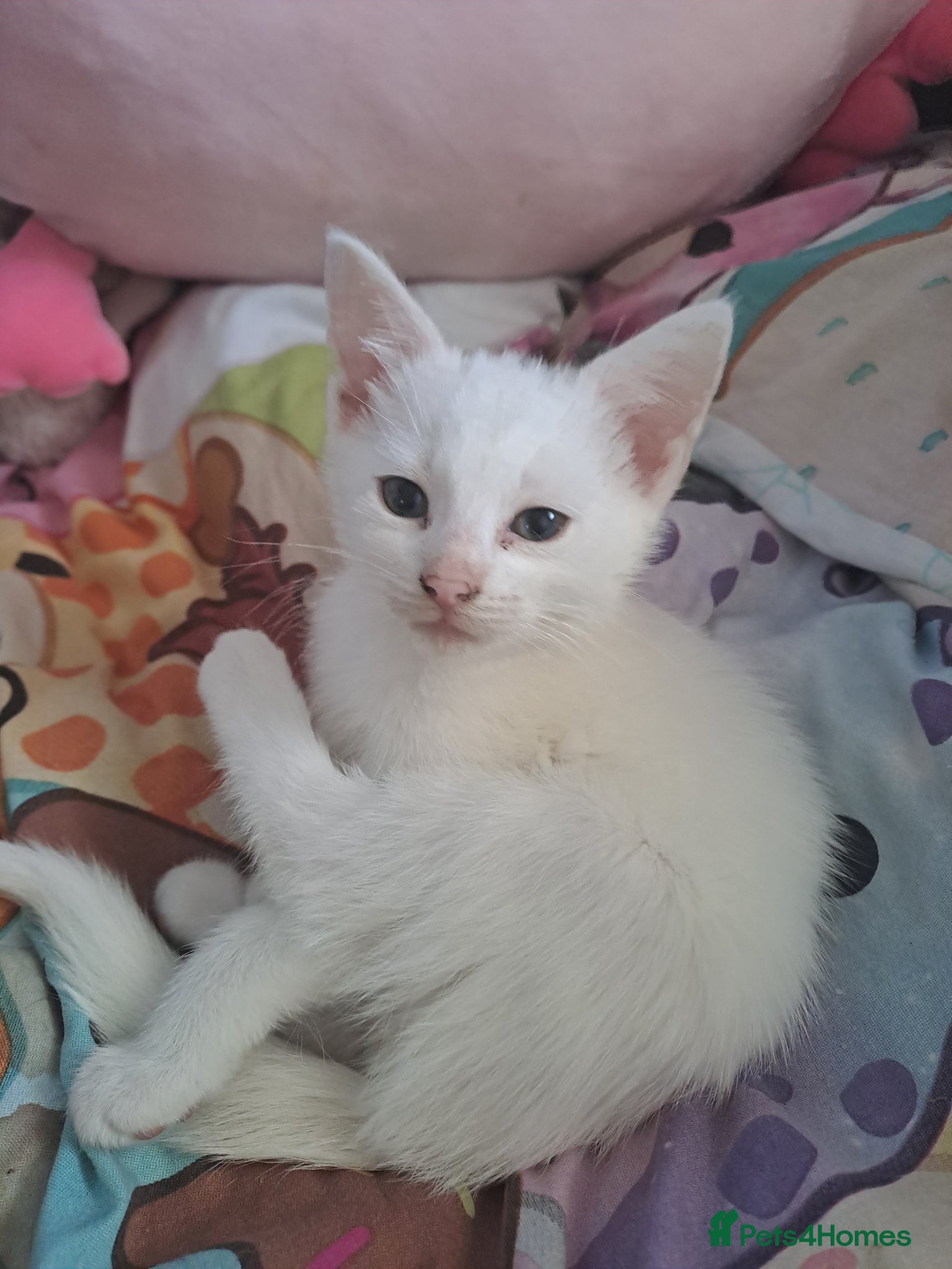 Mixed Breed cats Adorable kittens 8 weeks old ready now  - Advert 7