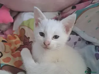 Mixed Breed cats Adorable kittens 8 weeks old ready now - Advert 7