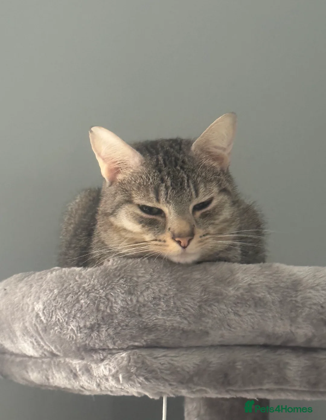 Domestic Shorthair cats for sale: Male Cat Free 2 the right home - Advert 2