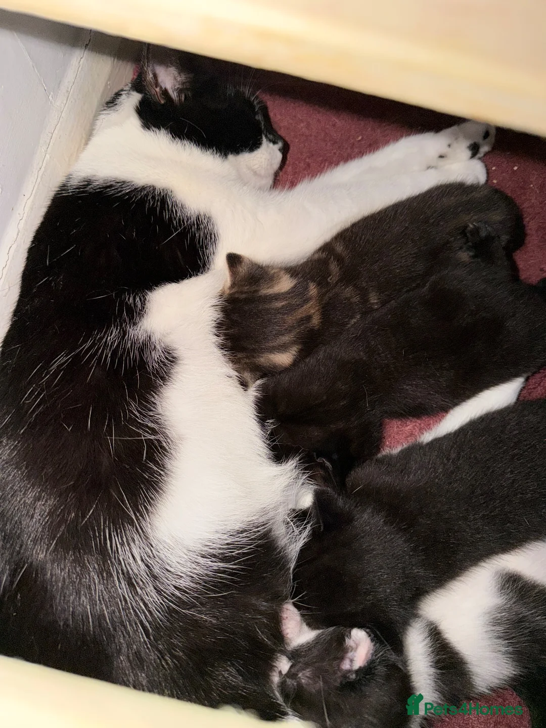 Mixed Breed cats for sale: Four lovely kittens looking for a home! 😺 - Advert 8