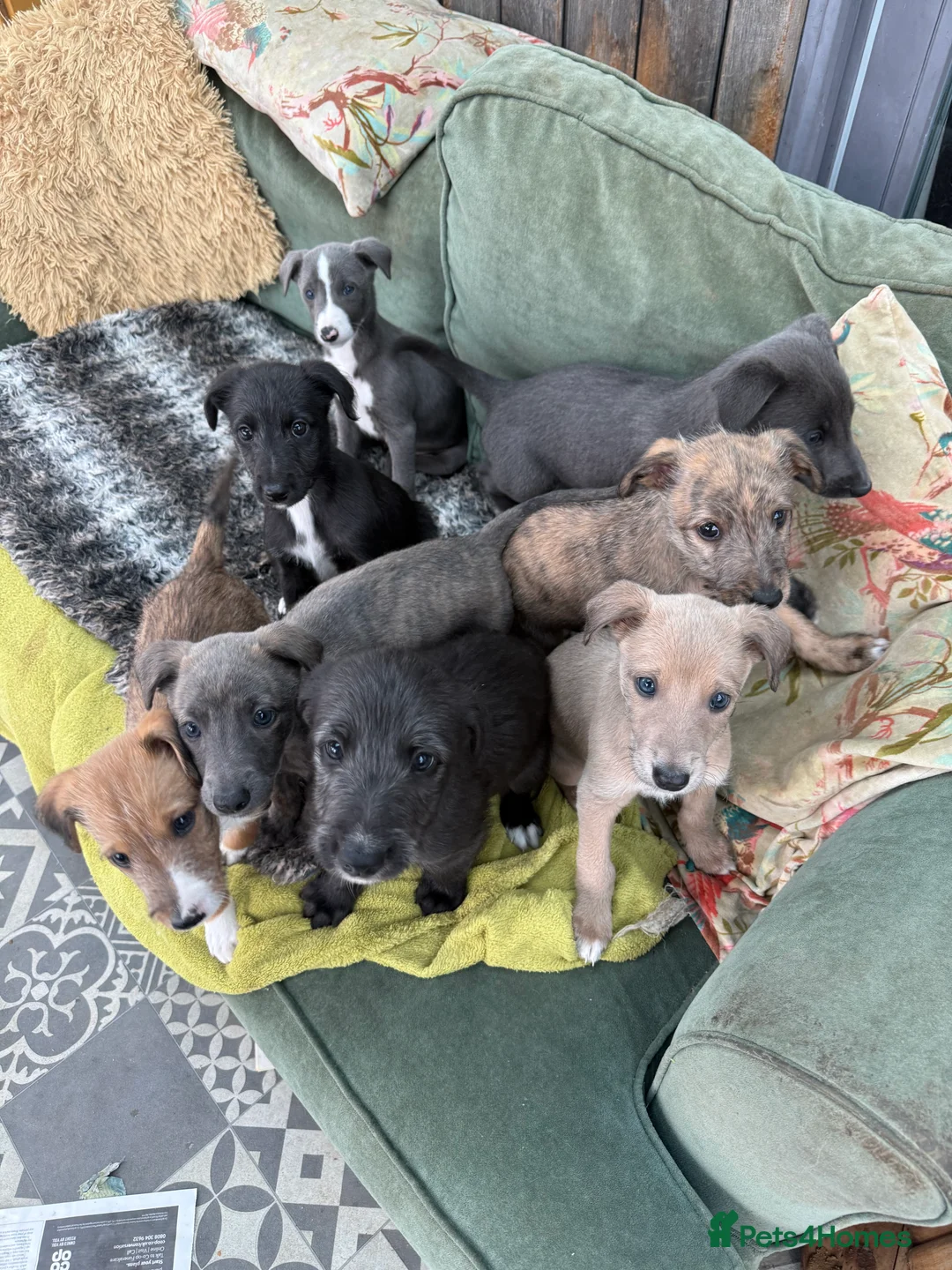 Mixed Breed dogs for sale: Bedlington/Whippet/Lurcher puppies - Advert 7