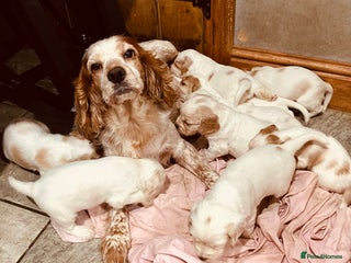 Cocker Spaniel dogs Cocker spaniel puppies (show type) - Advert 1