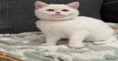 British Shorthair cats - Advert 3