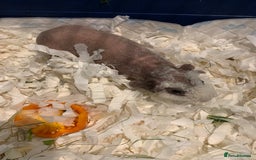 Guinea Pig rodents for sale: Skinny Pigs /werewolf piggies  - Image 6