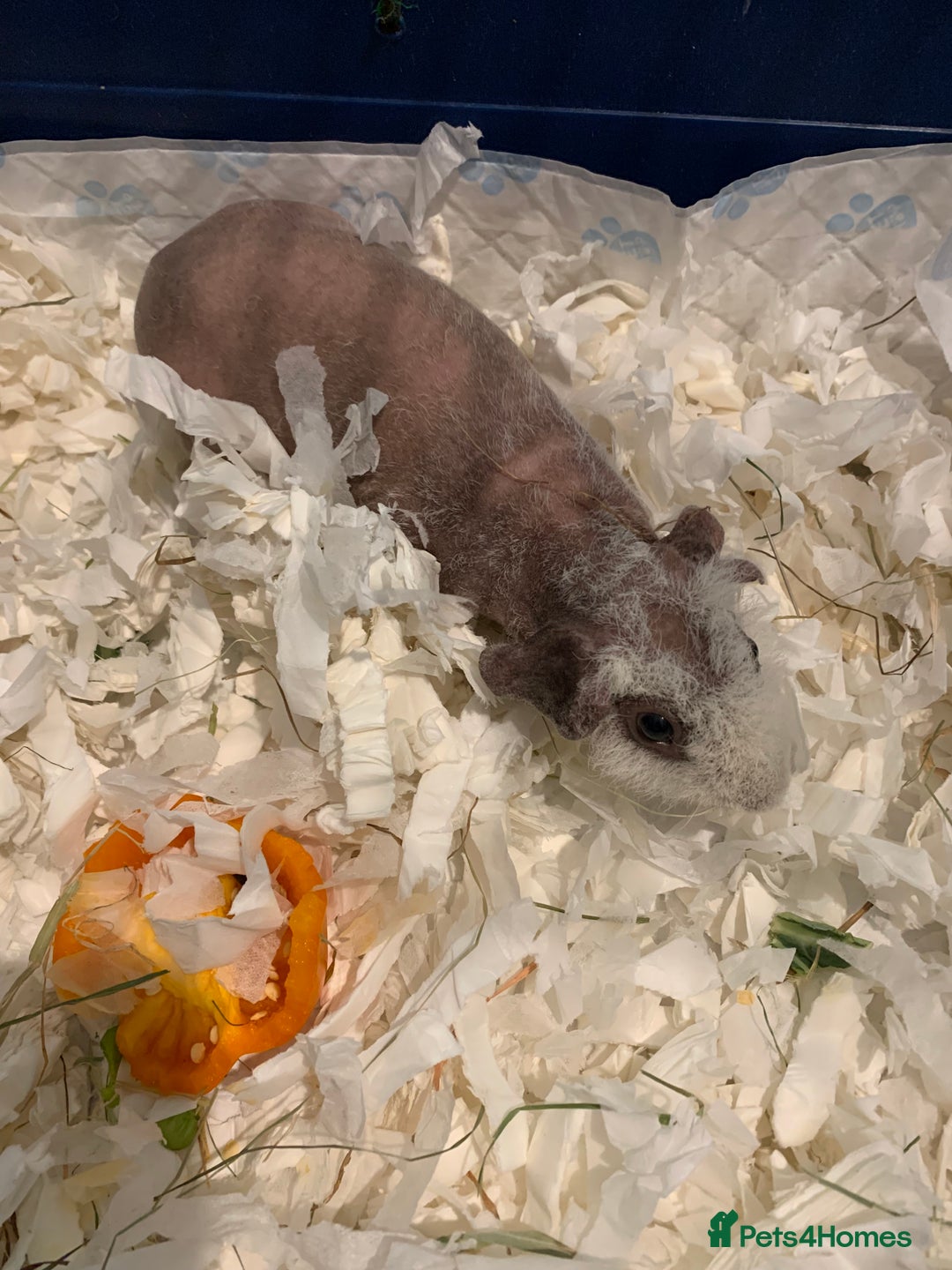 Guinea Pig rodents for sale: Skinny Pigs /werewolf piggies  - Image 6