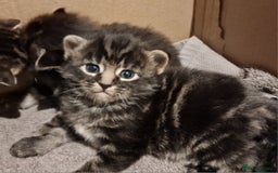 Mixed Breed cats for sale: Gorgeous Mixed Breed Main Coon Kittens  - Image 14