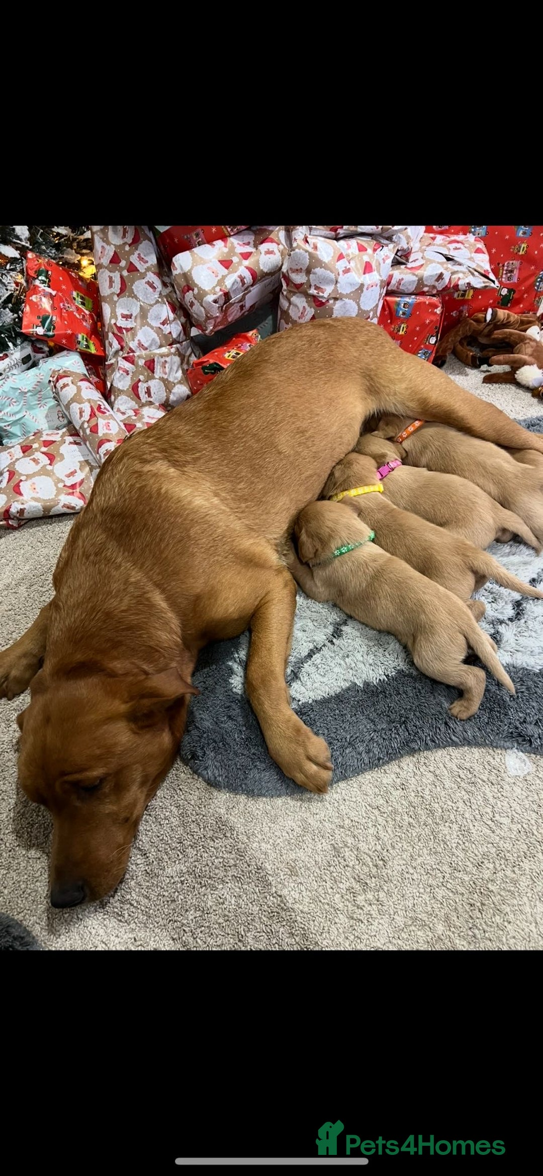 Labrador Retriever dogs for sale: 5 kc chunky fox red Labradors  - Advert 2