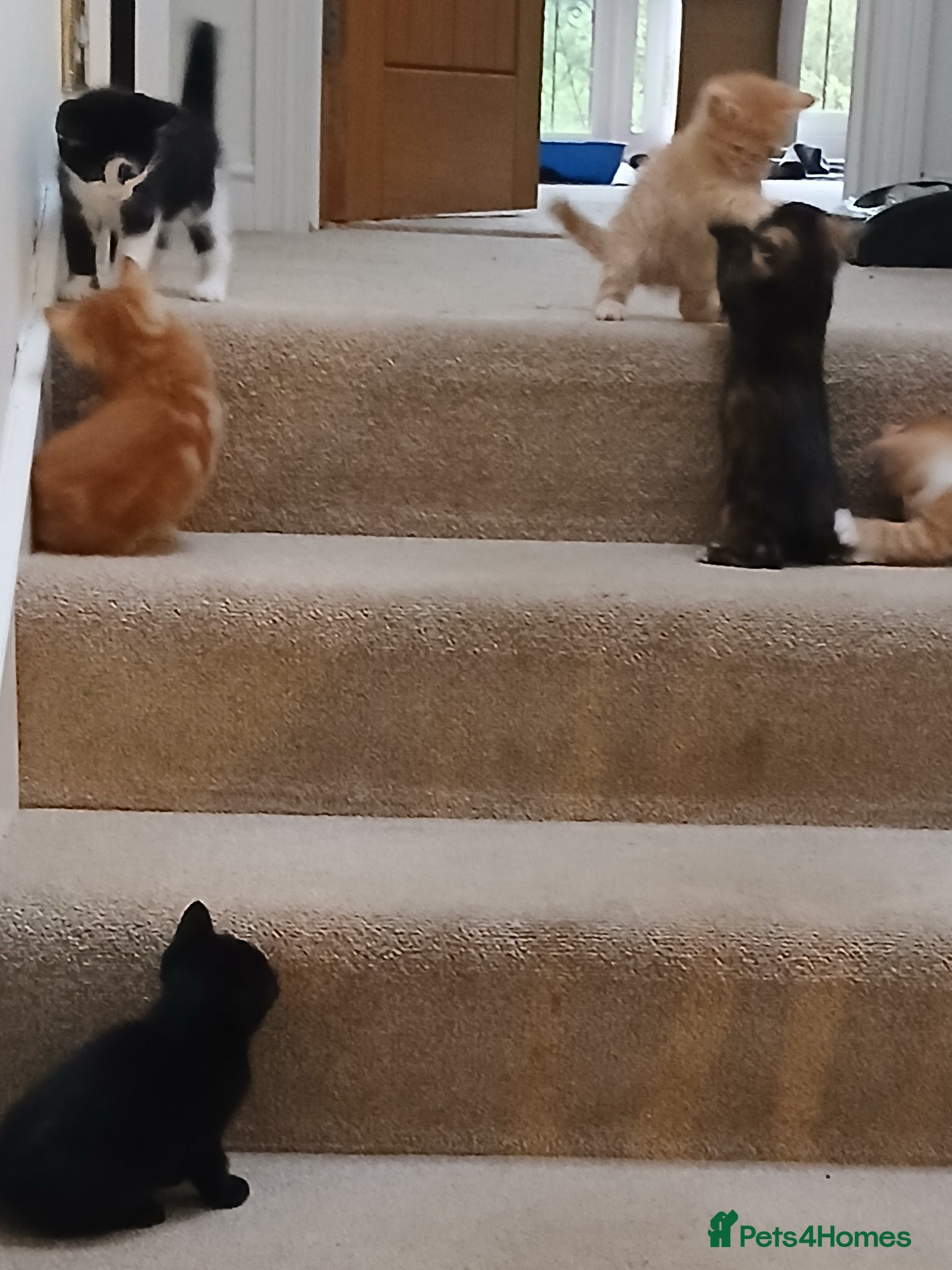 Mixed Breed cats for sale: 5 beautiful kittens - Advert 5
