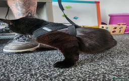 Mixed Breed cats for sale: Beautiful baby boy available  - Image 2