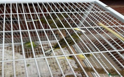 Canaries birds for sale: Gloucester canaries  - Image 2