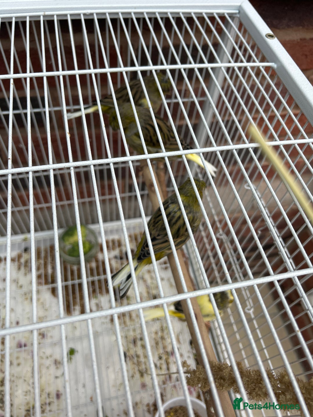 Canaries birds for sale: Gloucester canaries  - Image 2