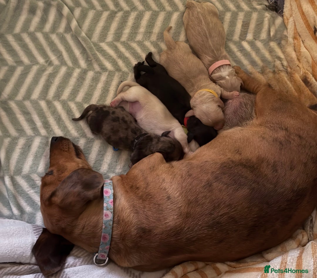 Miniature Dachshund dogs for sale: 5 SCRUMPTIOUS long hair mini Dachshunds  - Image 12