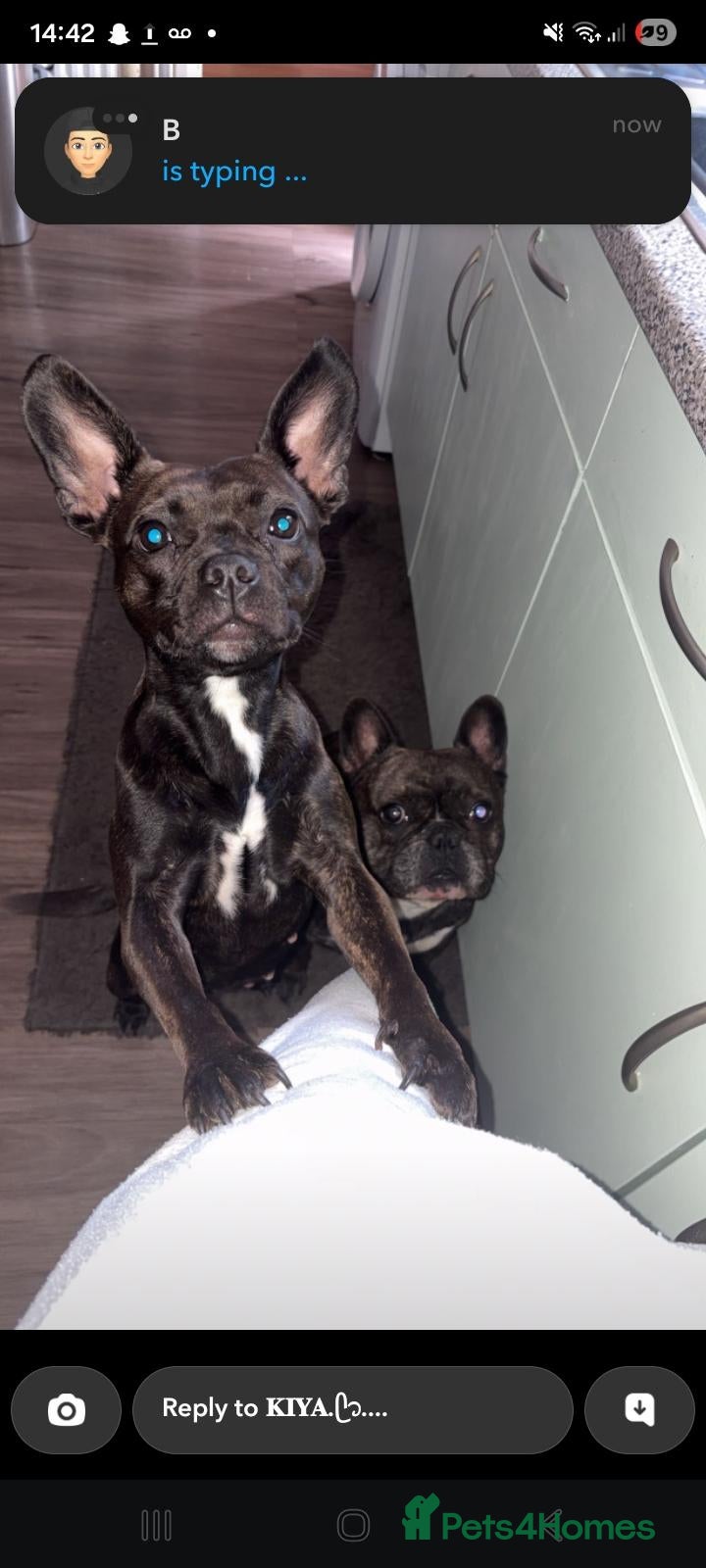 Mixed Breed dogs Looney - Advert 16
