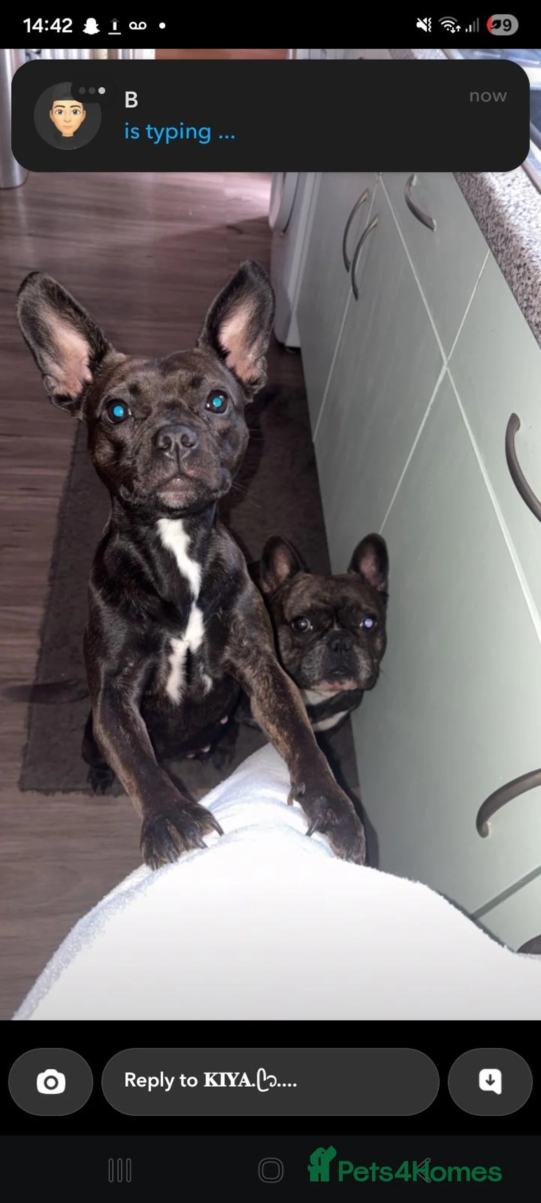 Mixed Breed dogs for sale: Looney in Swadlincote - Advert 1