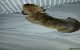 Staffordshire Bull Terrier dogs for sale: Staffordshire bull terror puppies  in London - Image 26