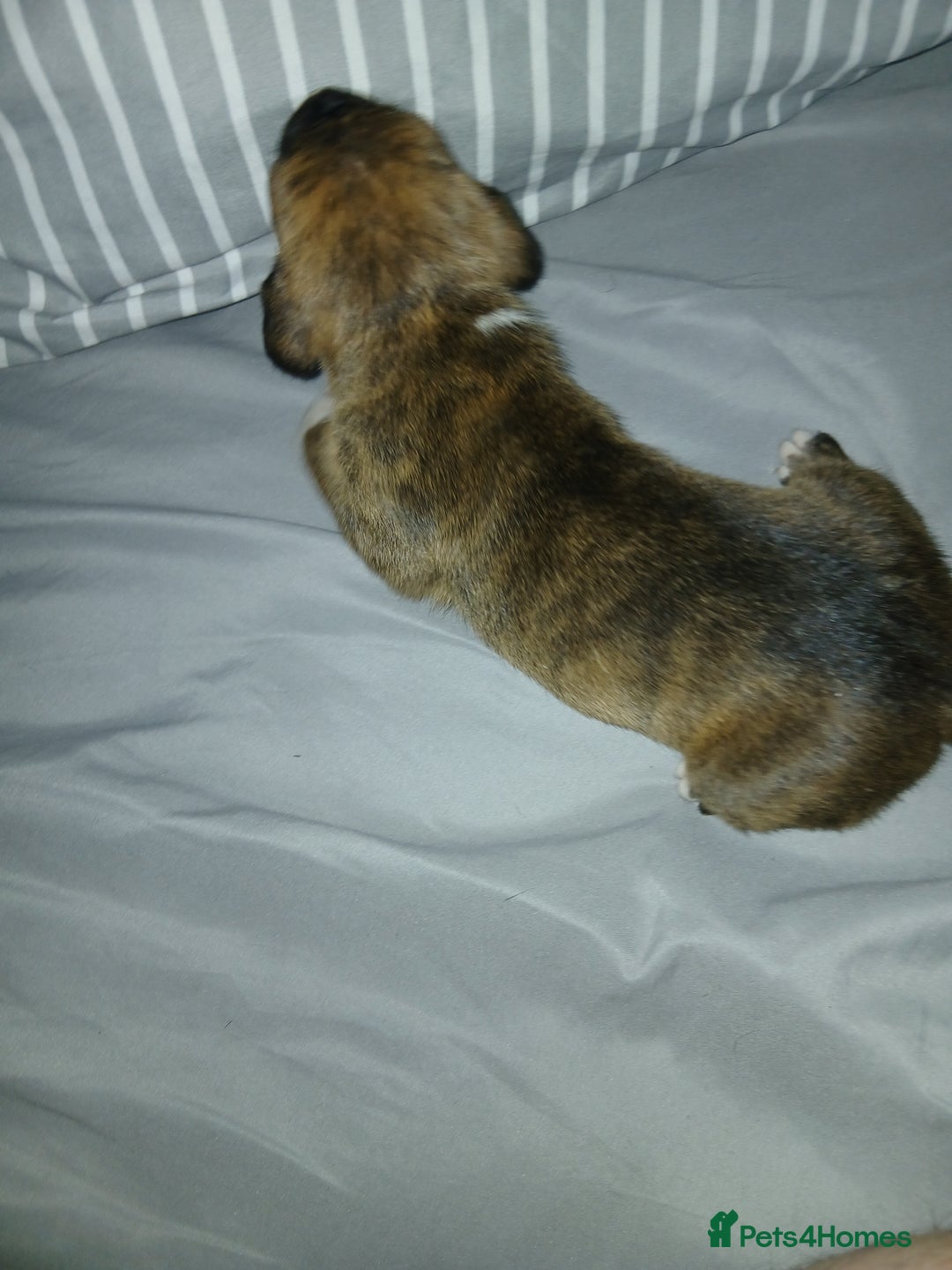 Staffordshire Bull Terrier dogs for sale: Staffordshire bull terror puppies  in London - Image 26