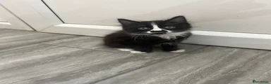 Domestic Shorthair 1