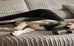 Mixed Breed dogs for sale: Mixed breed lovely little boy  - Image 4