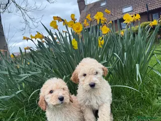 Double Doodle dogs READY NOW Exceptional marked Double doodles pups. - Advert 11