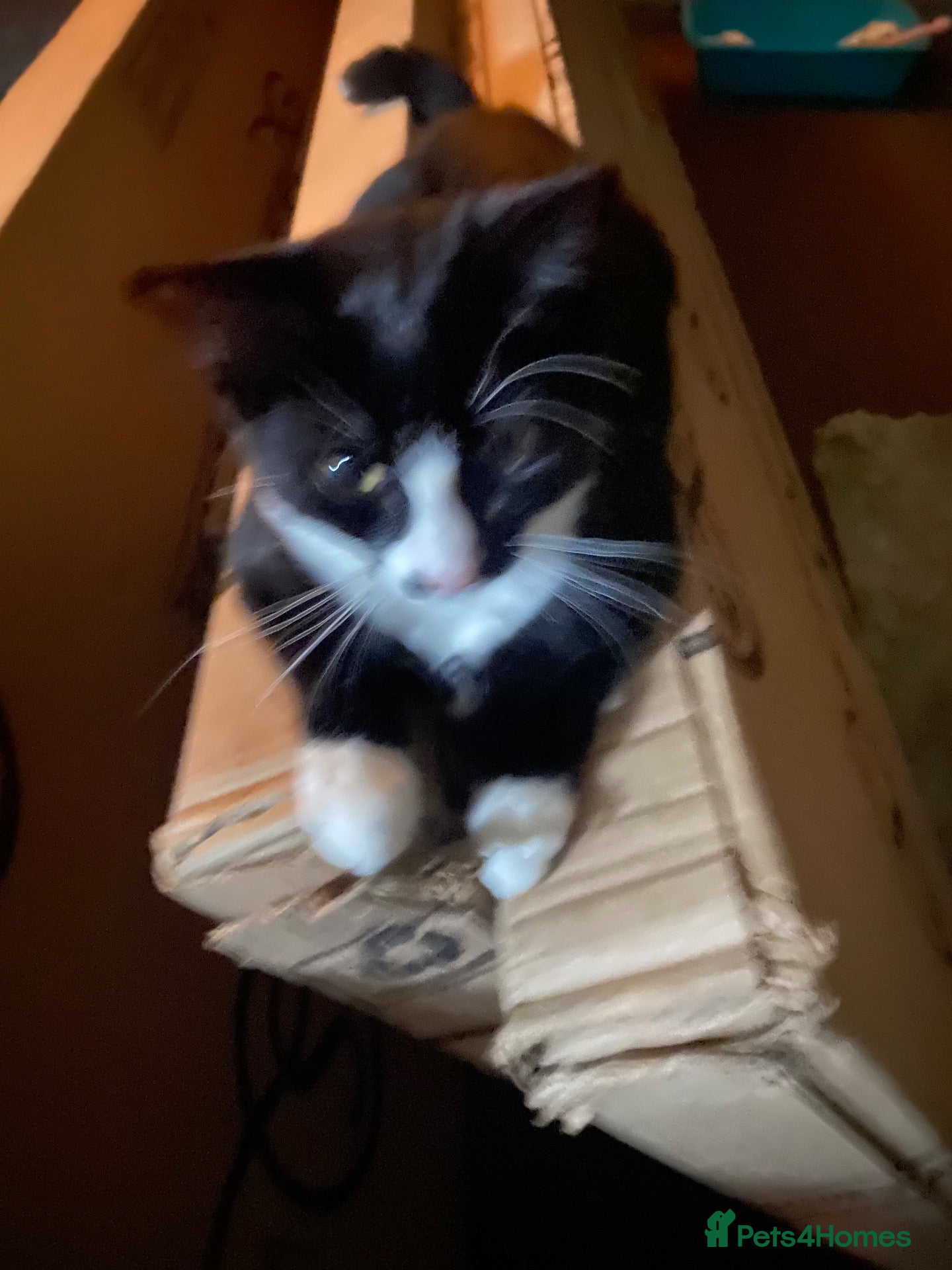 British Shorthair cats Kitten looking for a loving home  - Advert 1