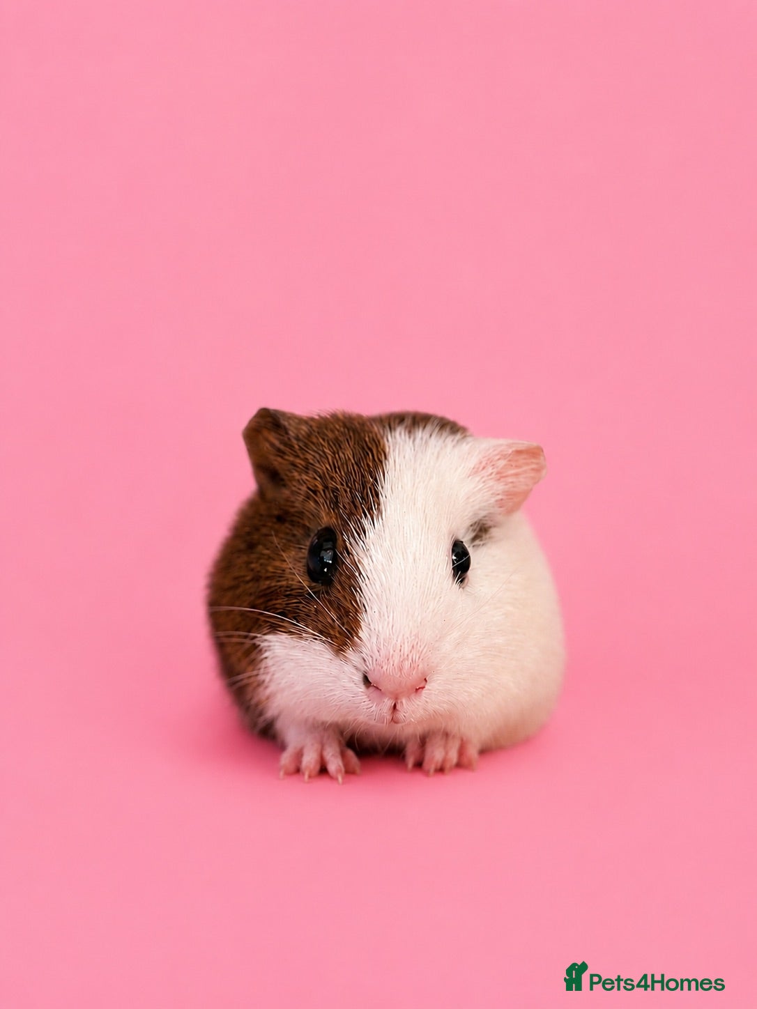 Guinea Pig rodents Beautiful Guinea Pigs available  - Advert 1