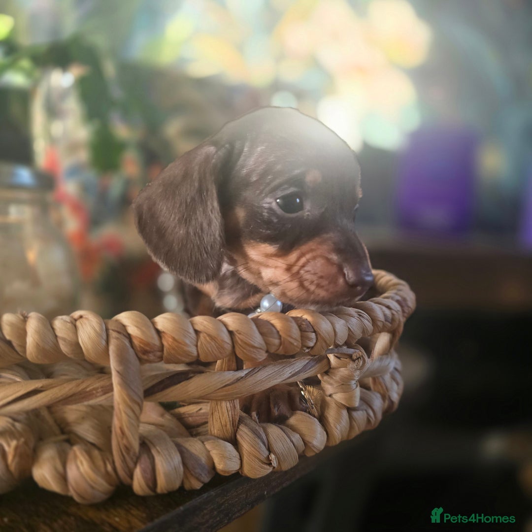 Miniature Dachshund dogs for sale: Quality extra tiny miniature daschund  - Advert 17