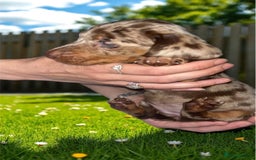 Dachshund dogs for sale: Chocolate Dapple short haired   - Image 4