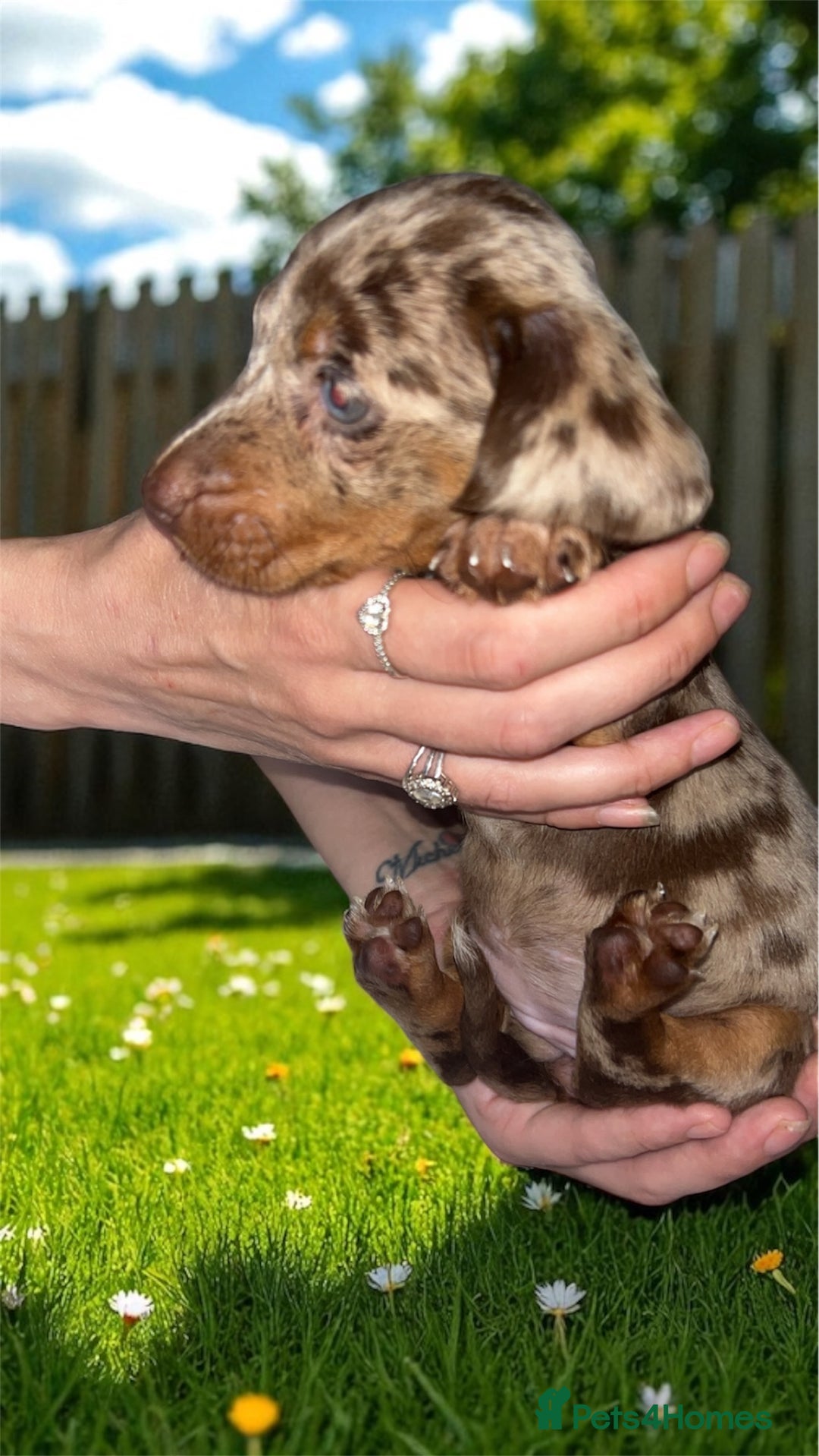 Dachshund dogs for sale: Chocolate Dapple short haired   - Image 4