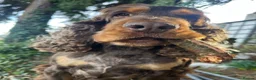 Cocker Spaniel dogs for sale: SHOW KC Registered, true to type, Cocker Spaniels - Advert 28