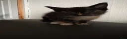 Mixed Breed cats for sale: Kittens - Advert 4