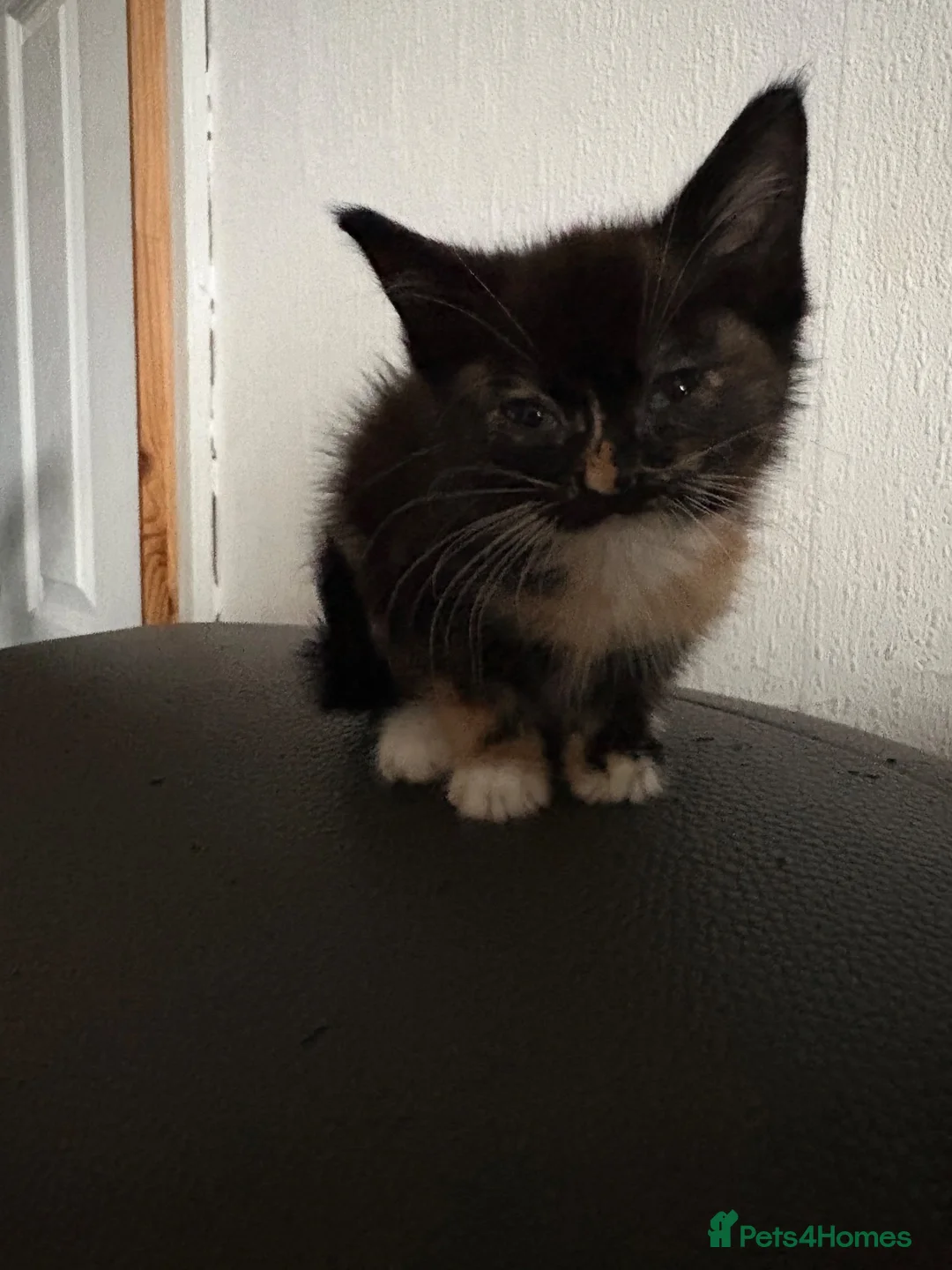 Mixed Breed cats for sale: Kittens - Advert 4