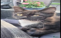 British Longhair cats for sale: ******. 2 female KITTENS.  - Image 16