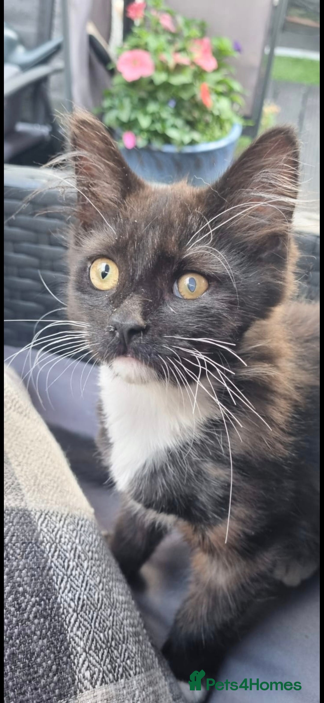 British Longhair cats for sale: ******. 2 female KITTENS.  - Image 16