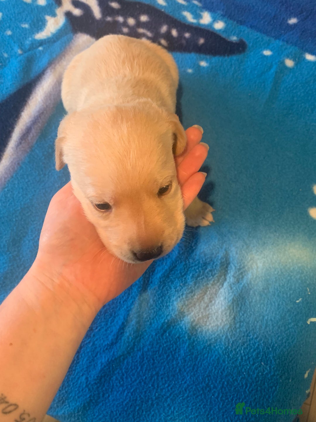 Labrador Retriever dogs for sale: Labrador puppys - Image 20