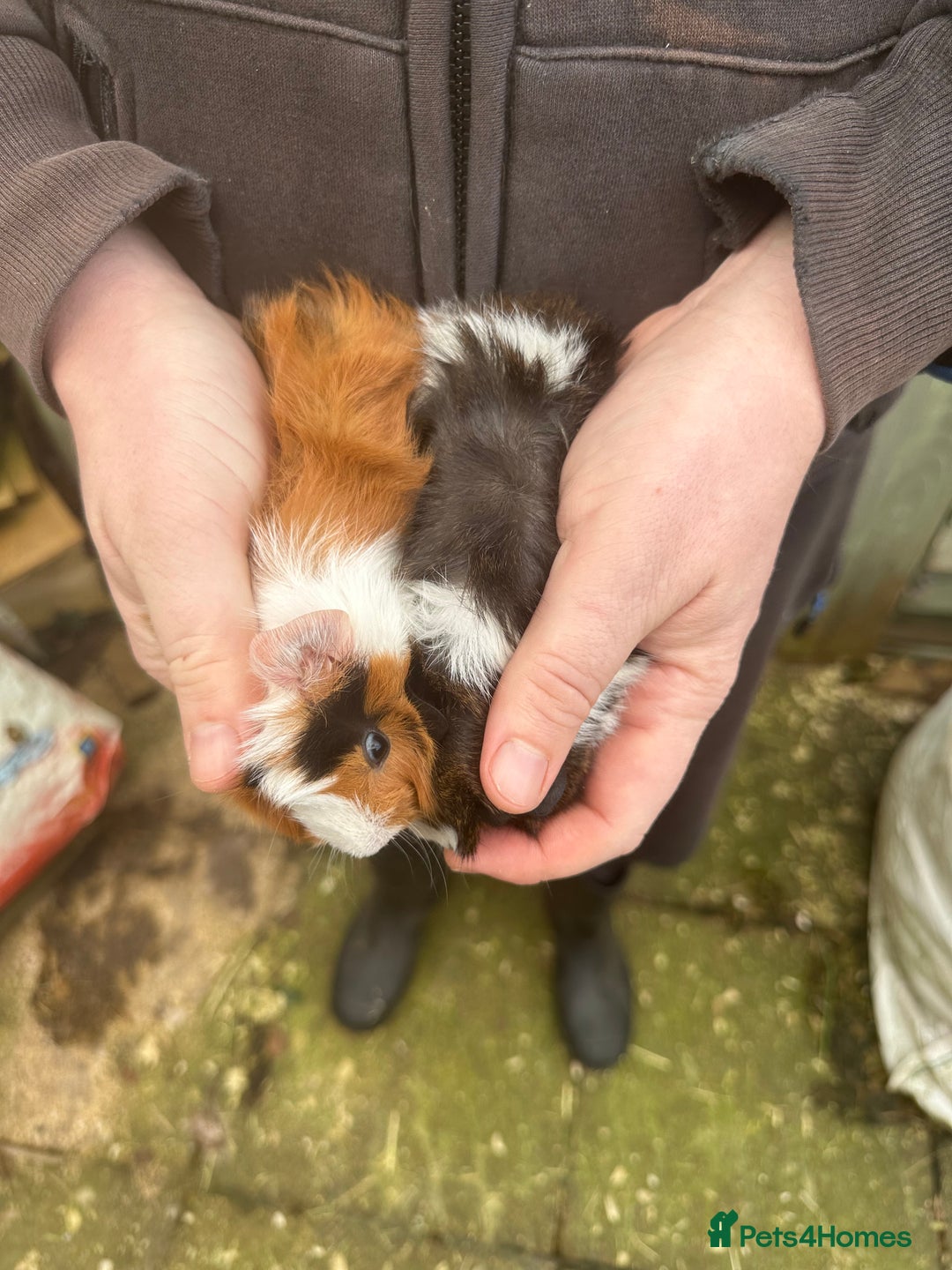 Guinea Pig rodents for sale: A pair of female piglets seeking forever homes - Advert 2